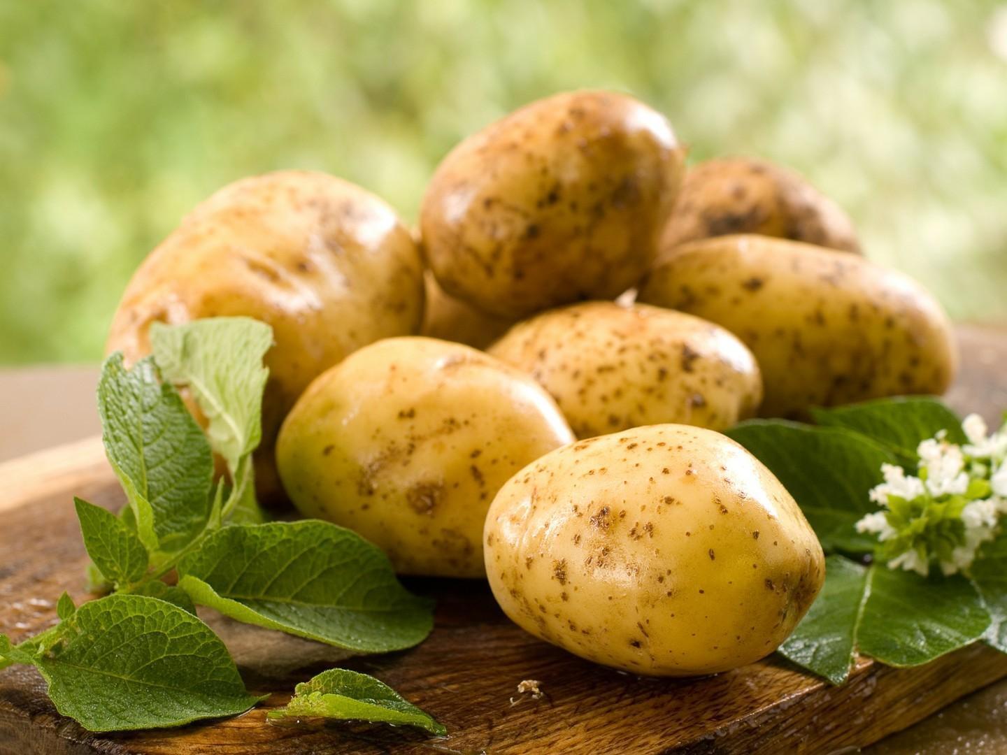 КАРТОФЕЛЬ
